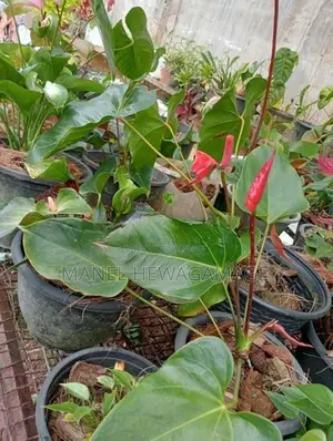ඇන්තූරියම් පැළ