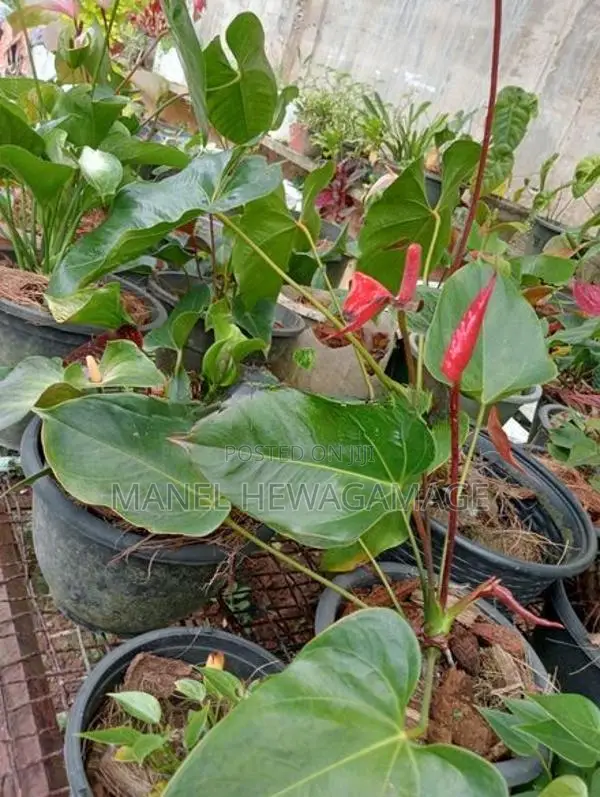 ඇන්තූරියම් පැළ