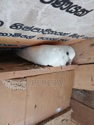 Pigeons