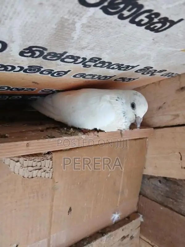 Pigeons