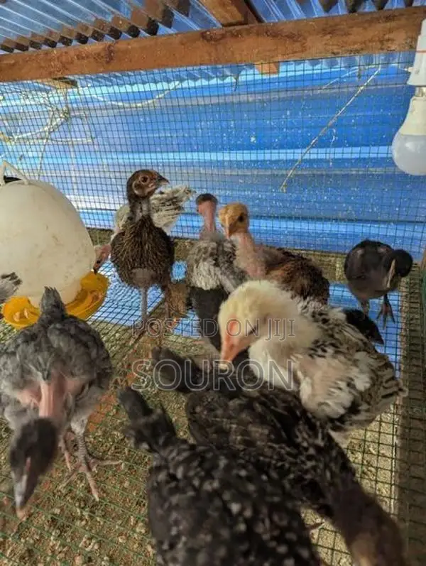 Chickens
