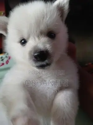 Lion pomeranian
