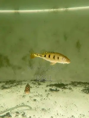 Spider Kelberi peacock bass