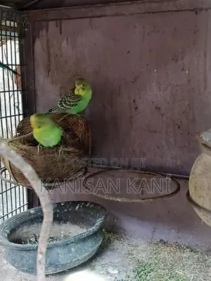 love bird