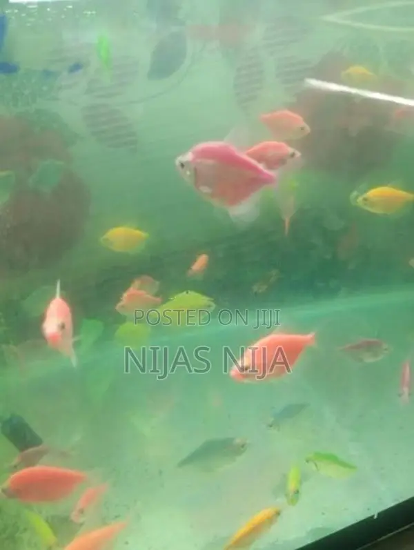 Tetra Fish