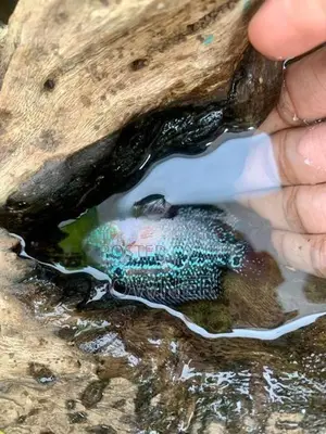 Flowerhorn Fish