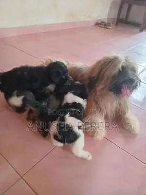 Shihtzu Puppies