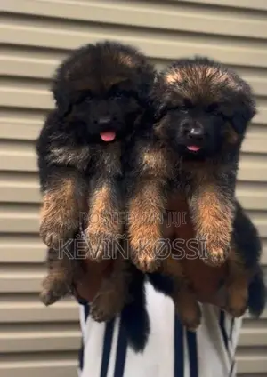 German Shepherd Puppies