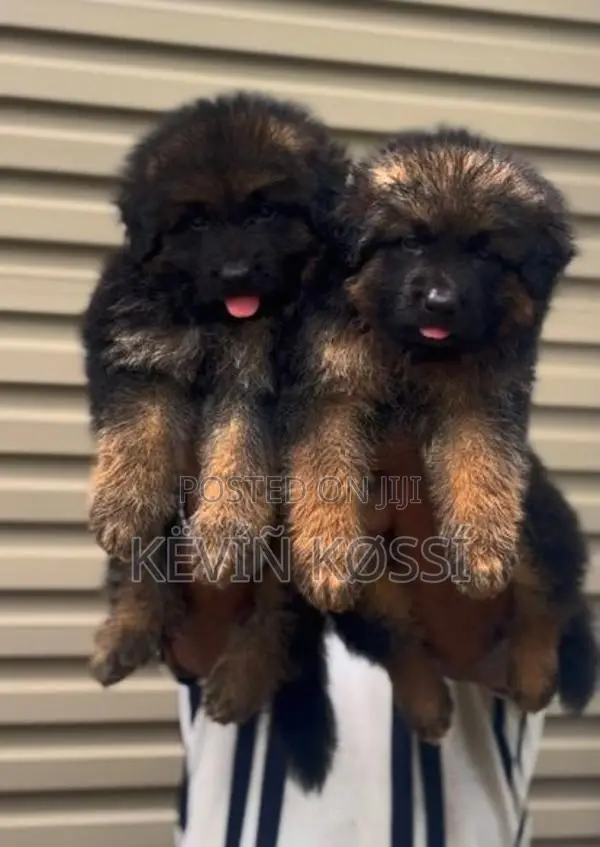 German Shepherd Puppies