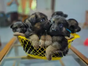 Long Coat German Shepherd Puppy