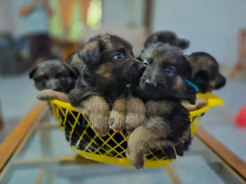 Long Coat German Shepherd Puppy