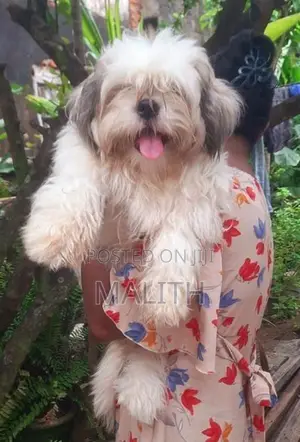 Shih Tzu Male Puppies