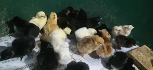 நாட்டுகோழி குஞ்சு