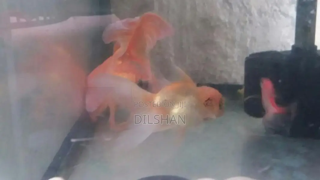 ගෝල්ඩ් ෆිෂ්
