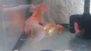 ගෝල්ඩ් ෆිෂ්