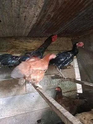 Farm Chicken