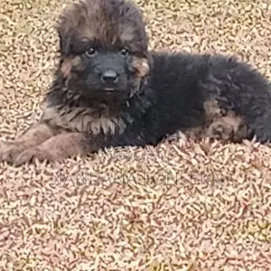 German Shepherd Puppies