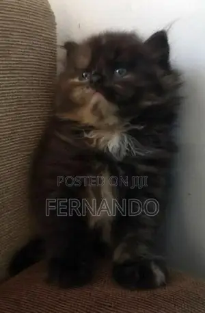 Persian cats