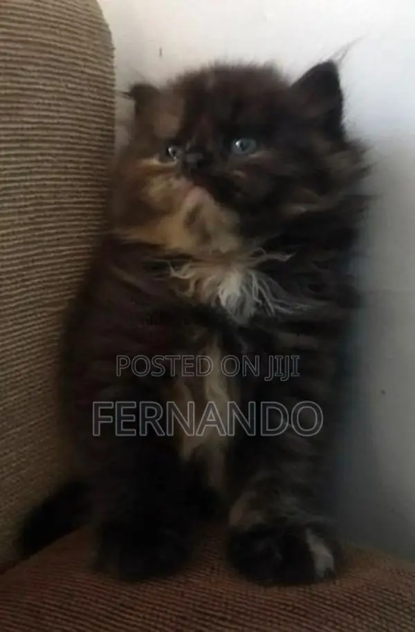 Persian cats