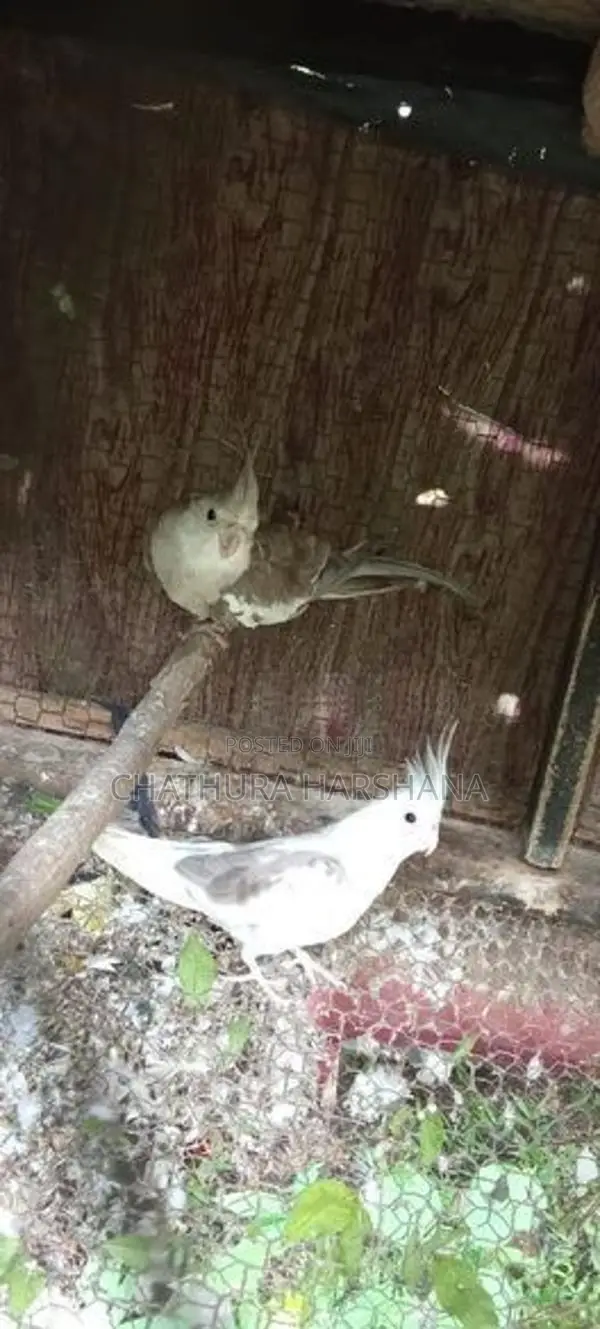 Cocktail birds