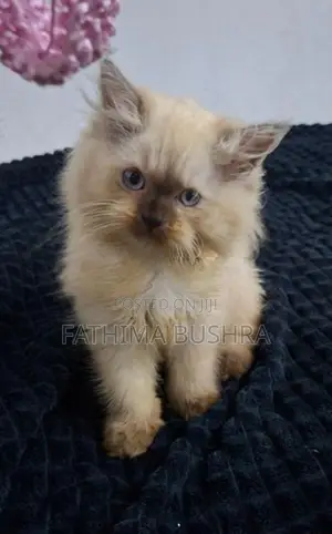 Persian kittens