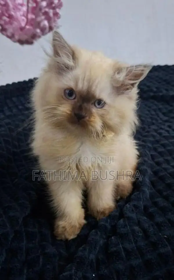 Persian kittens