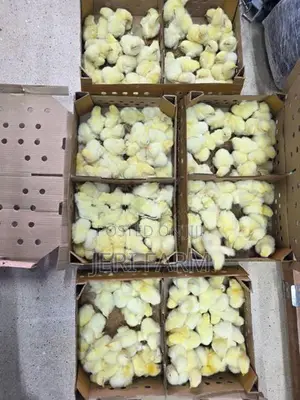 Broiler Chicken