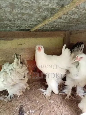 Brahma Chickens