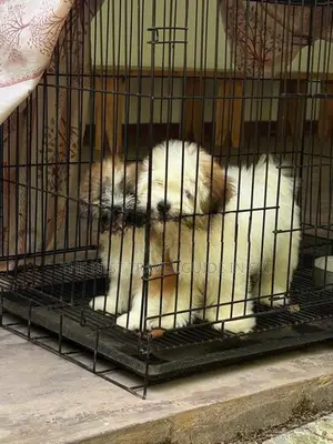 Shih Tzu Puppies