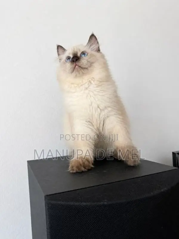 Persian Cat