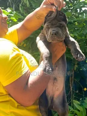 CANE CORSO PUPPY