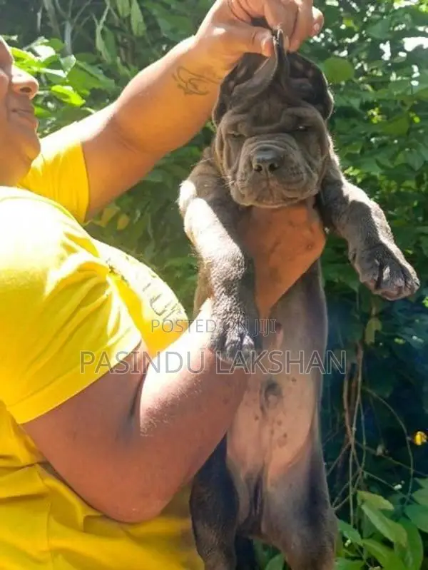 CANE CORSO PUPPY