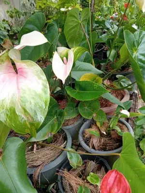 ඇන්තූරියම් පැළ
