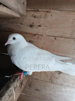 Pigeons