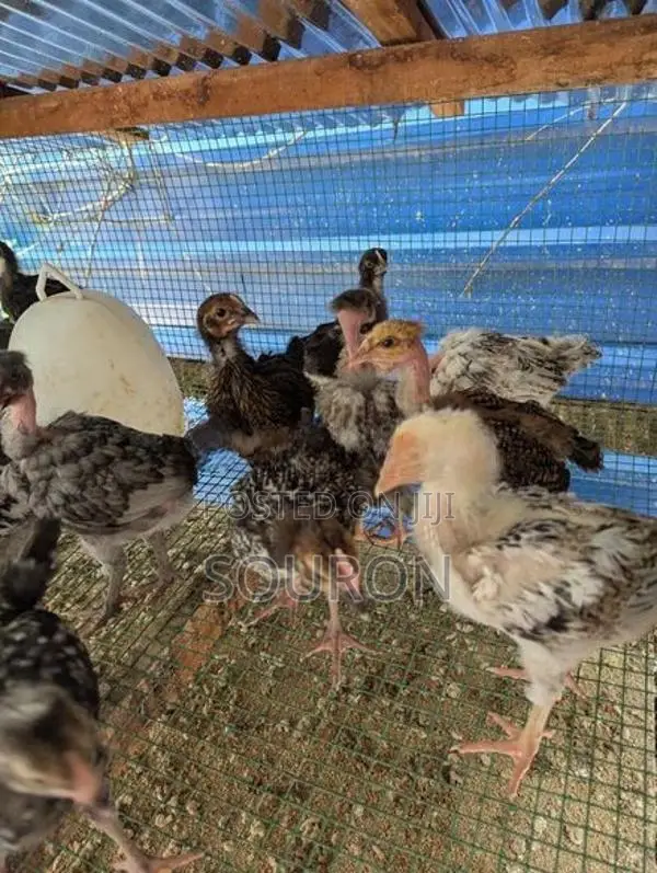 Chickens