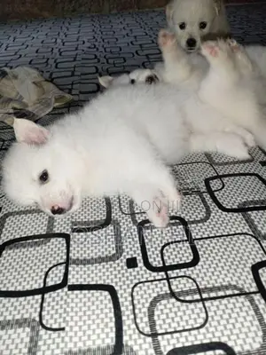 Lion pomeranian