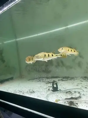 Spider Kelberi peacock bass
