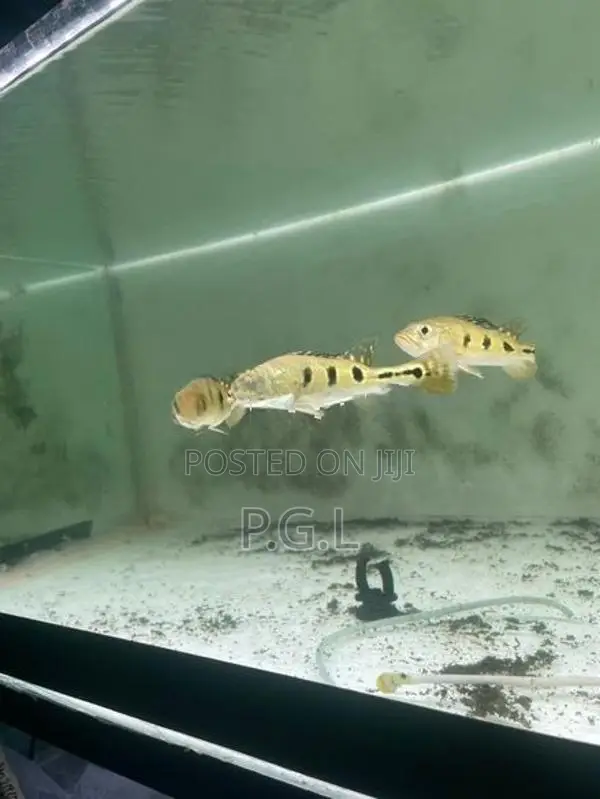 Spider Kelberi peacock bass