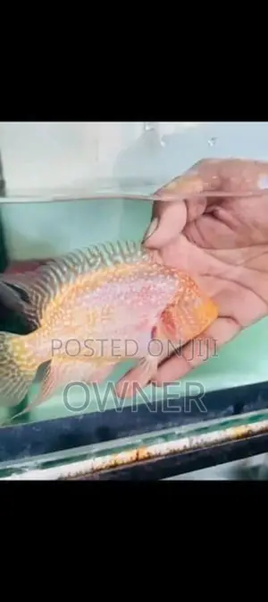 Flowerhorn Fish