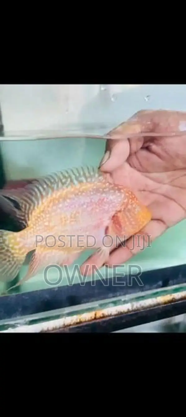 Flowerhorn Fish