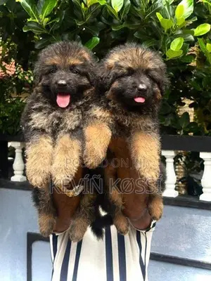 German Shepherd Puppies