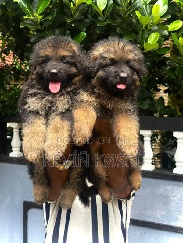 German Shepherd Puppies