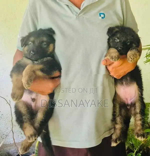 Long Coat German Shepherd Puppy