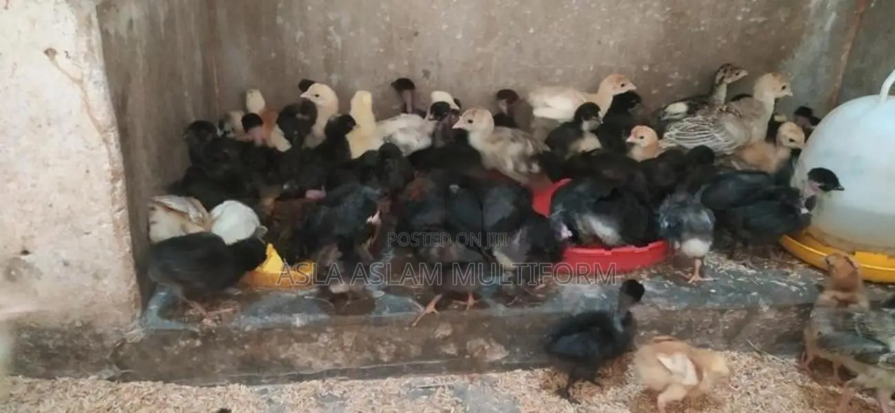 நாட்டுகோழி குஞ்சு