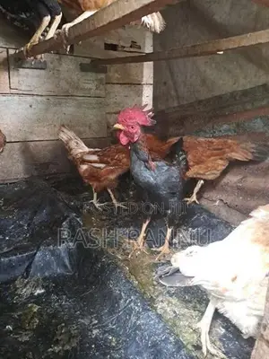 Farm Chicken