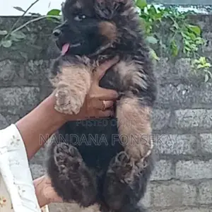 German Shepherd Puppies