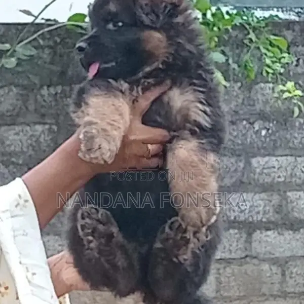 German Shepherd Puppies