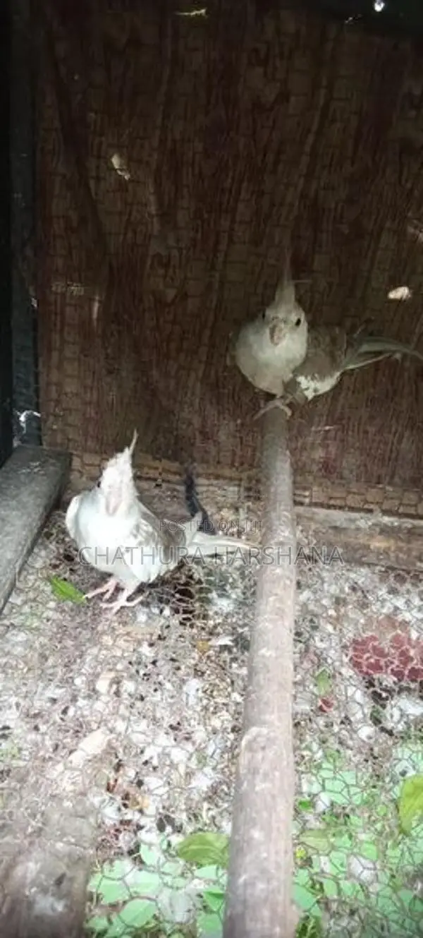Cocktail birds