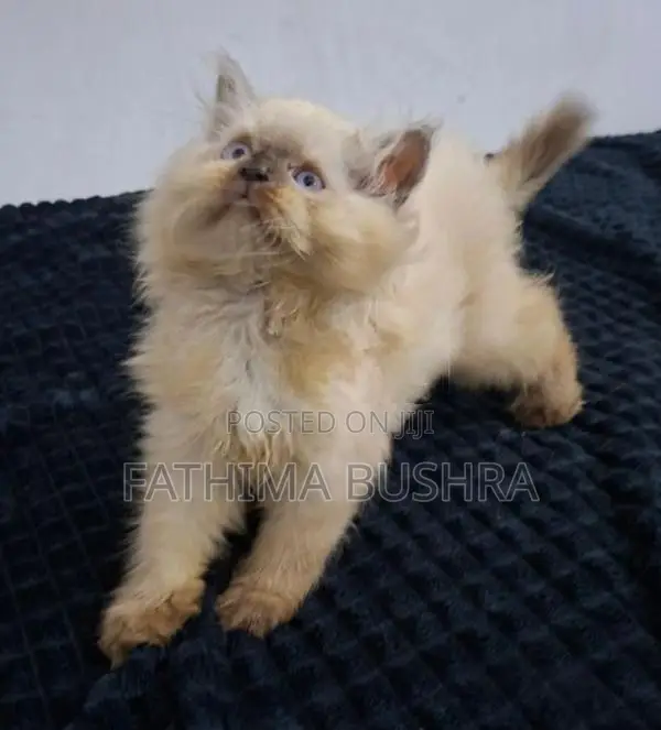 Persian kittens