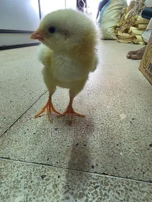 Broiler Chicken